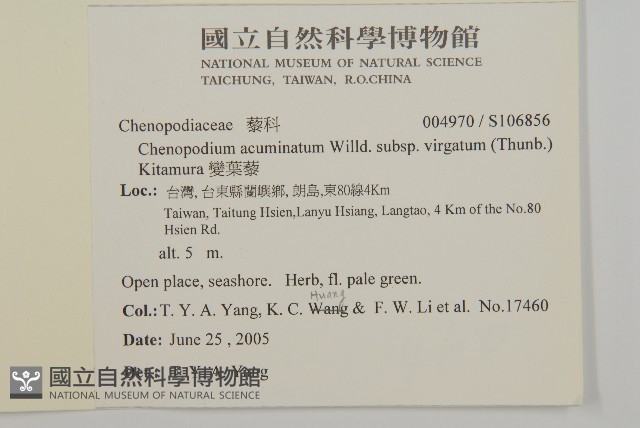 變葉藜藏品圖，第2張