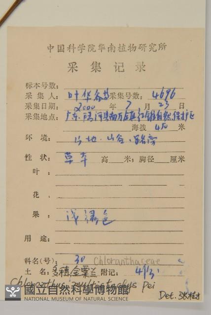 多穗金粟蘭藏品圖，第2張