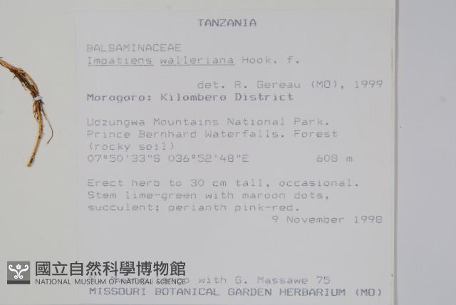 非洲鳳仙花藏品圖，第2張