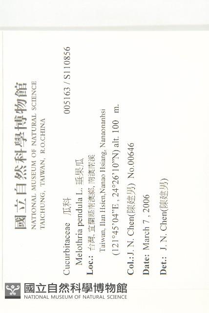 垂果瓜藏品圖，第2張