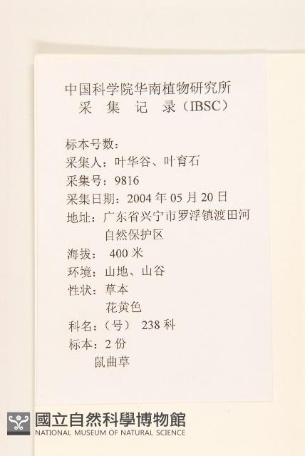 秋鼠麴草藏品圖，第2張