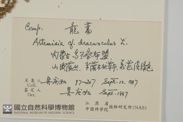 龍蒿藏品圖，第2張