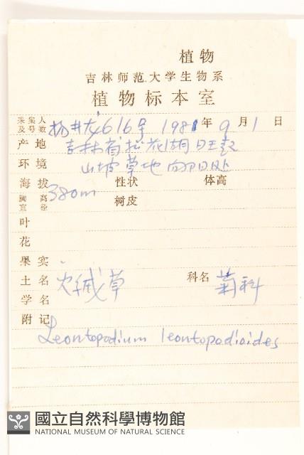 火絨草藏品圖，第2張