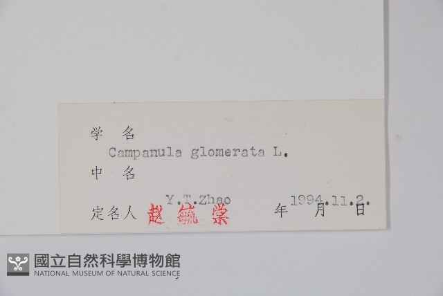 聚花風鈴草藏品圖，第2張