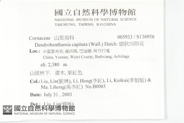 頭狀四照花藏品圖，第2張