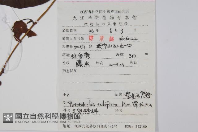 管花馬兜鈴藏品圖，第2張