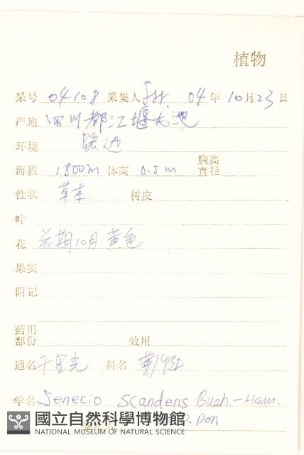 蔓黃菀藏品圖，第2張