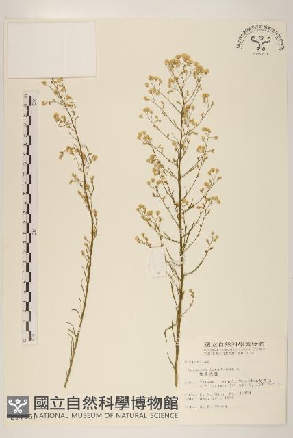 加拿大蓬藏品圖，第1張