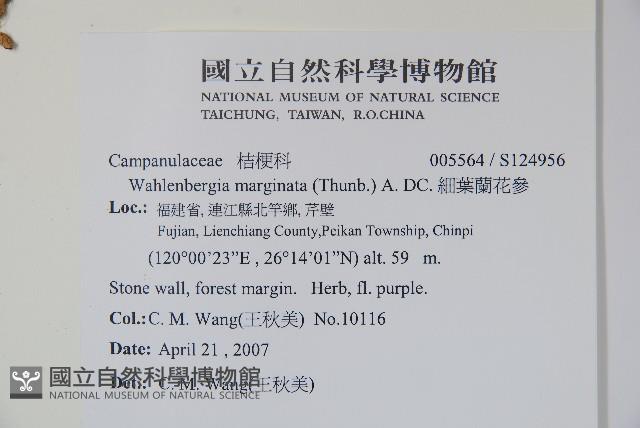 細葉蘭花參藏品圖，第2張