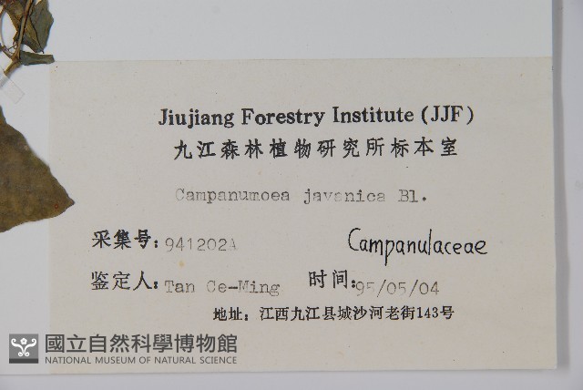 大花金錢豹藏品圖，第2張