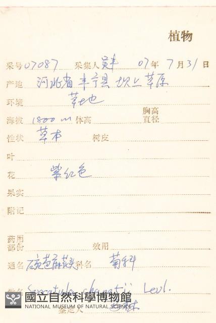 碗苞麻花頭藏品圖，第2張