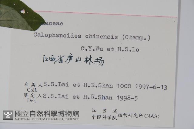 杜根藤藏品圖，第2張