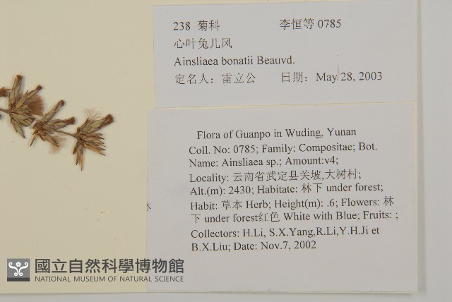 心葉兔兒風藏品圖，第2張
