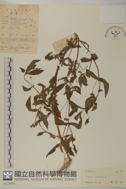 鱧腸藏品圖，第1張