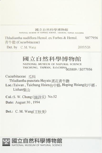 青牛膽藏品圖，第2張