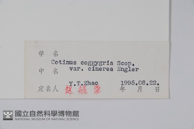 紅葉藏品圖，第2張