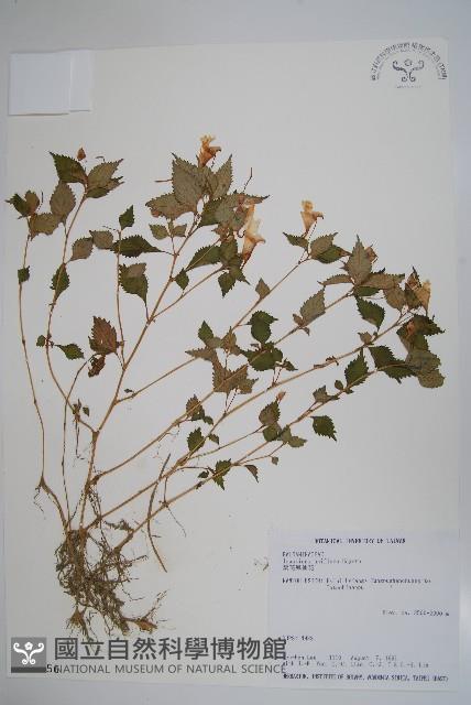 紫花鳳仙花藏品圖，第1張