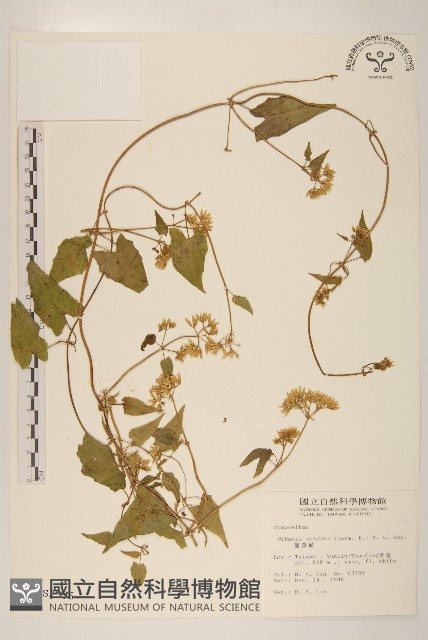 蔓澤蘭藏品圖，第1張