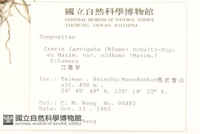 刀傷草藏品圖，第2張