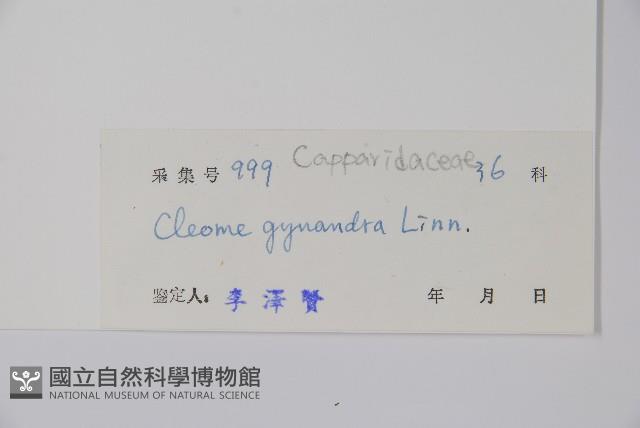 白花菜藏品圖，第2張