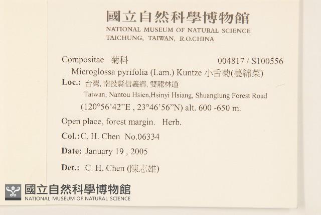 小舌菊、蔓綿菜藏品圖，第2張