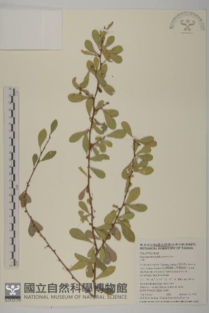 北仲, 刺裸實藏品圖，第1張