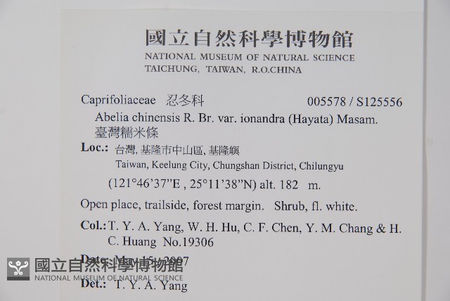 臺灣糯米條藏品圖，第5張