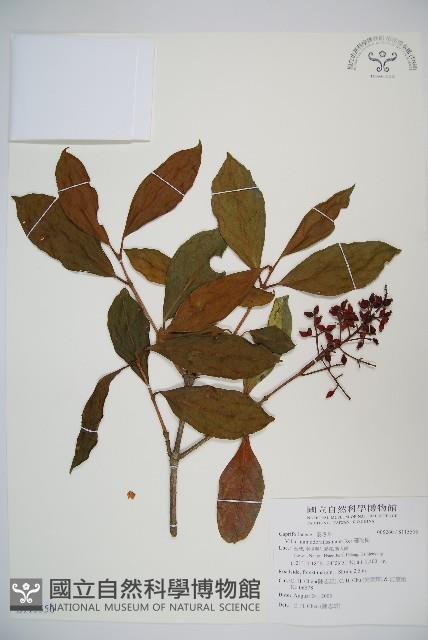 珊瑚樹藏品圖，第1張