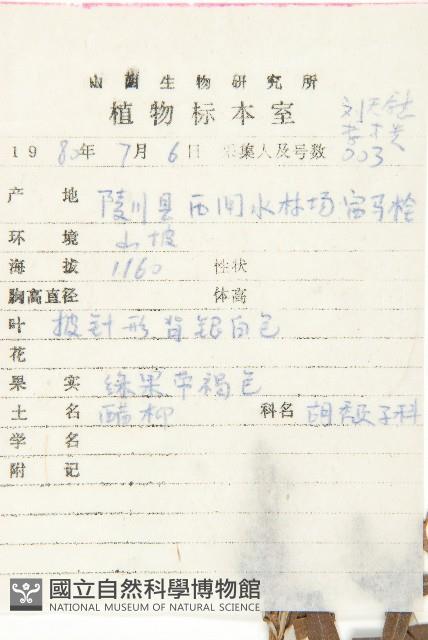 醋柳藏品圖，第2張