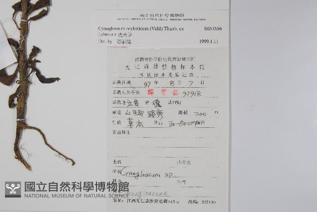 琉璃草藏品圖，第2張