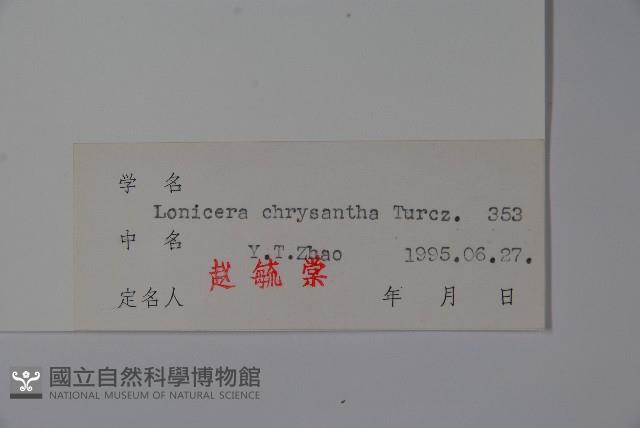 金花忍冬藏品圖，第2張