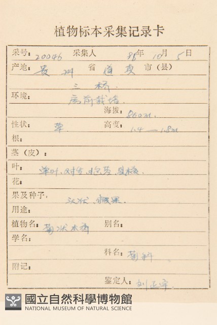 小油菊藏品圖，第2張