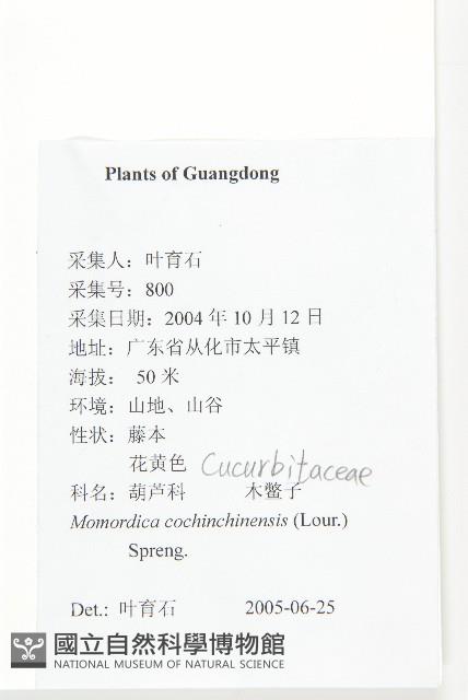 木鱉子藏品圖，第2張