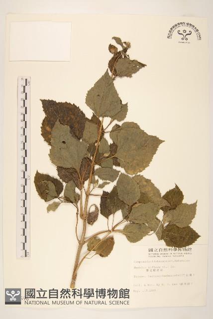 雙花蟛蜞菊藏品圖，第1張