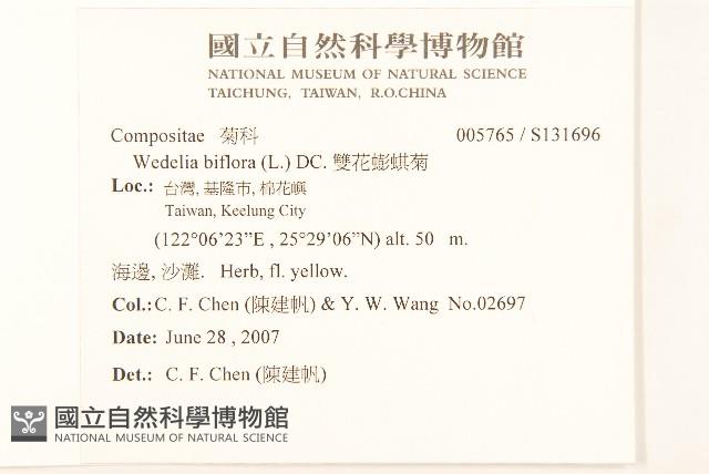 雙花蟛蜞菊藏品圖，第2張