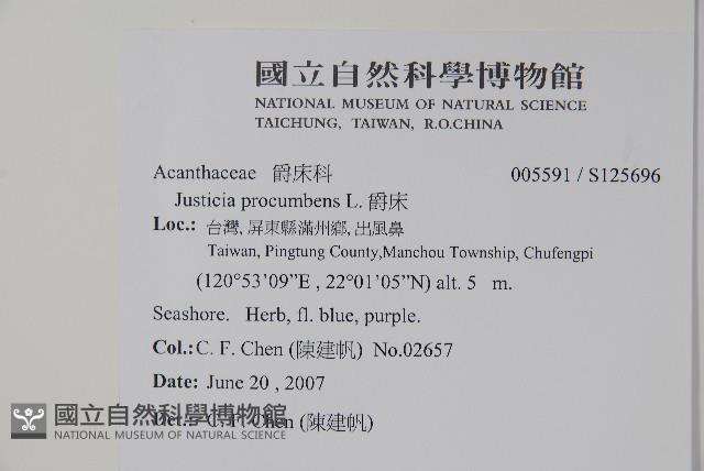 爵床藏品圖，第2張