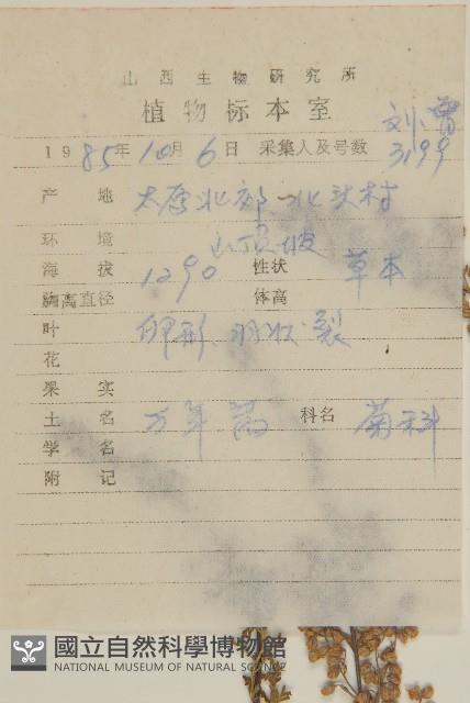 寬裂葉蒿藏品圖，第2張