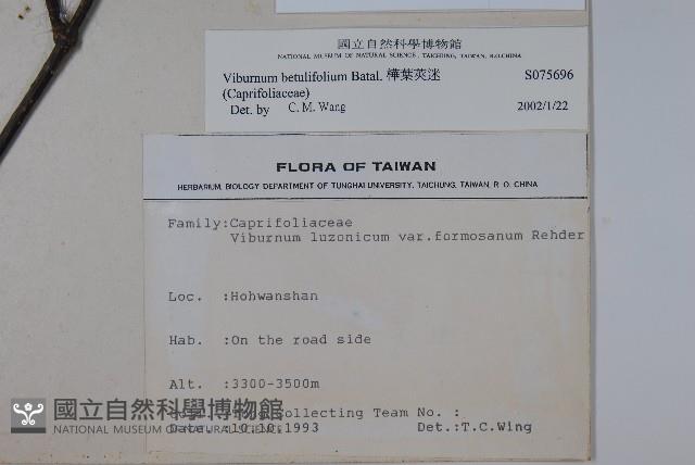 樺葉莢迷、玉山莢迷藏品圖，第2張