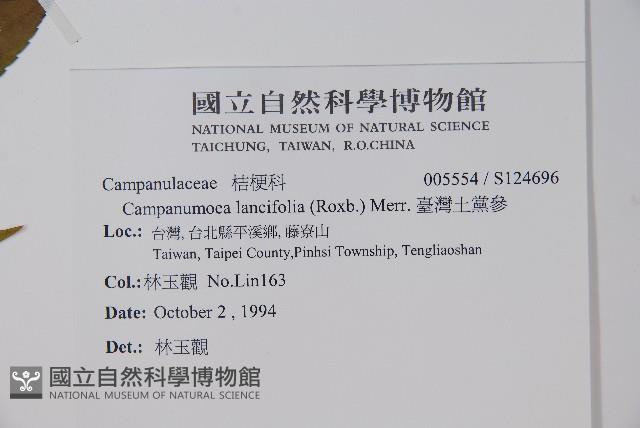 臺灣土黨參藏品圖，第2張