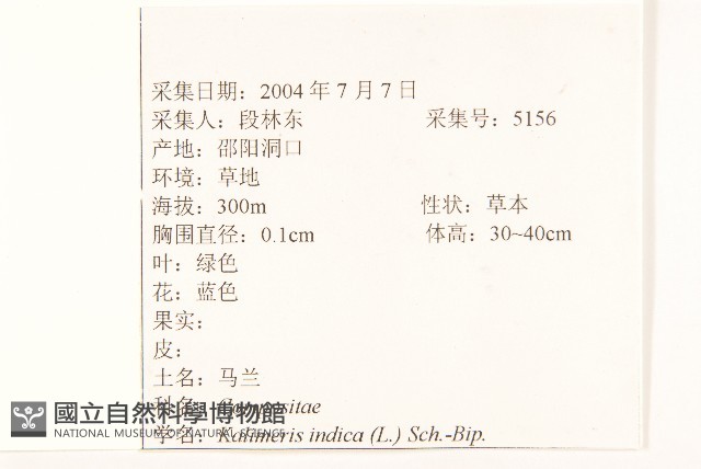 雞兒腸藏品圖，第2張