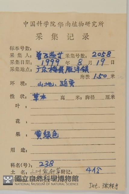 白花鬼針藏品圖，第2張