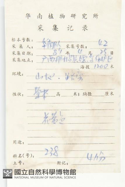 黃鵪菜藏品圖，第2張