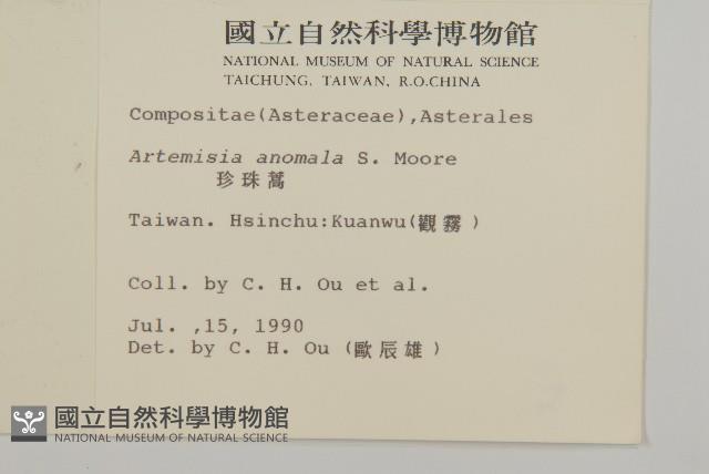 珍珠蒿、奇蒿藏品圖，第2張
