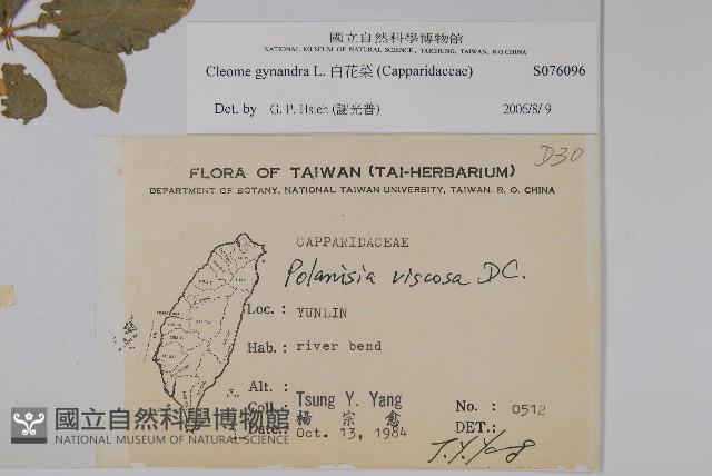 白花菜藏品圖，第2張