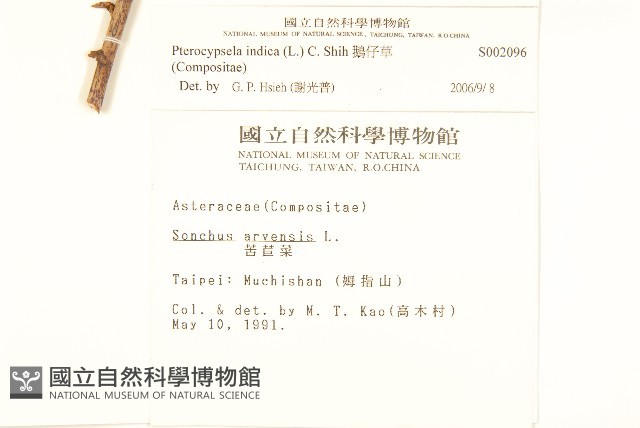 鵝仔草藏品圖，第2張