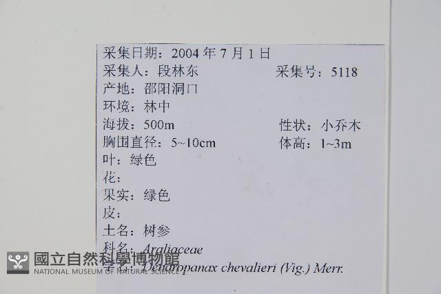 樹參藏品圖，第2張