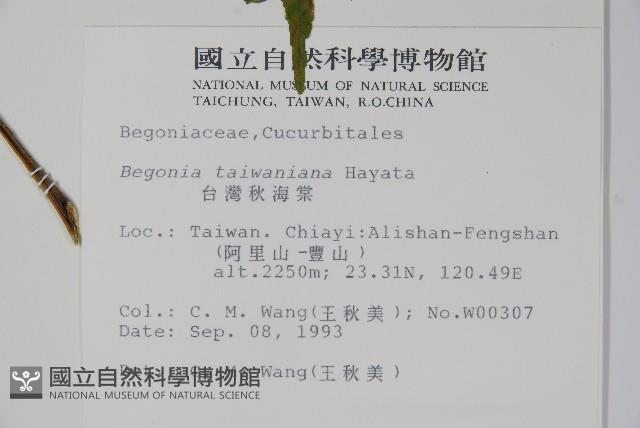 臺灣秋海棠藏品圖，第2張