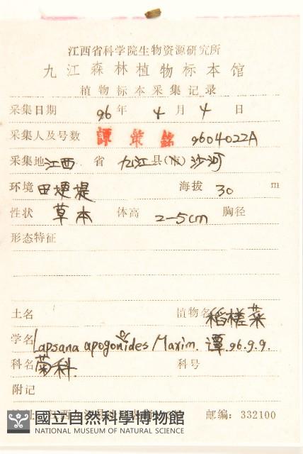 稻槎菜藏品圖，第2張