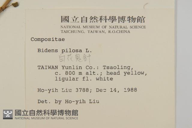 白花鬼針藏品圖，第2張