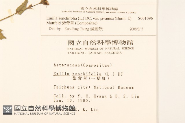紫背草藏品圖，第2張
